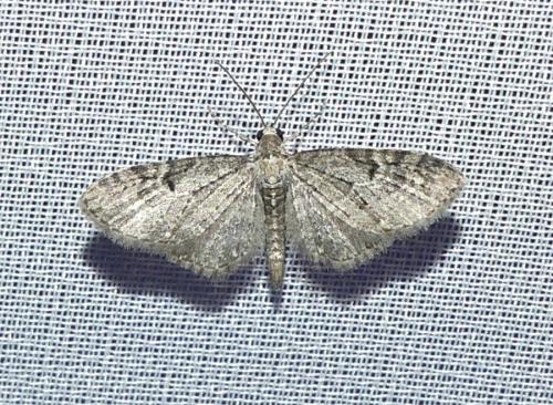 Réf. 331 754 : Eupithecia virgaureata